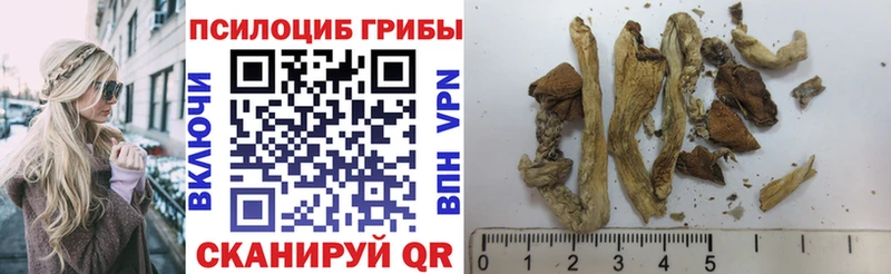 Купить  Миньяр  Псилоцибиновые грибы Psilocybe 